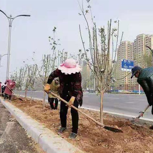 道路綠化施工設計及養(yǎng)護
